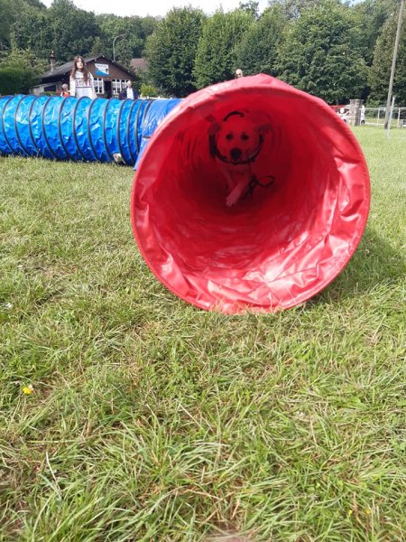 club canin l'isle sur le Doubs - photo 3