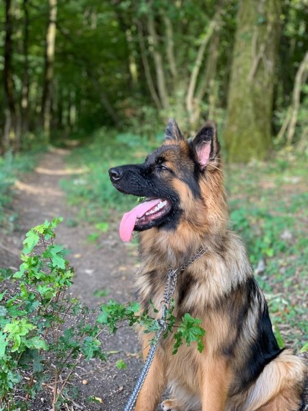 ANZO EDUC - Éducation canine - photo 1