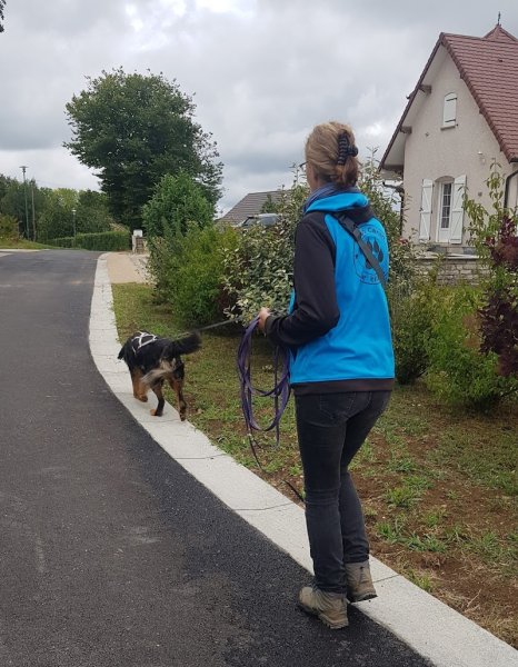 Educateur et comportementaliste canin - photo 3