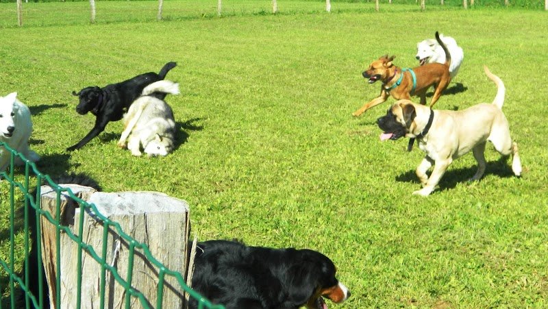 Club Canin de Rillans - photo 1