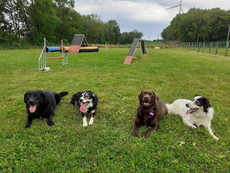 Club Canin de Rillans - photo 3