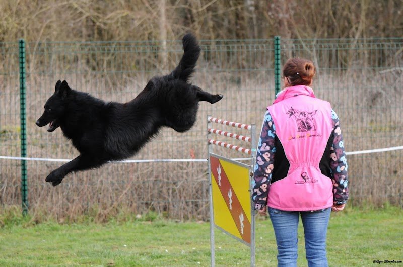 Éducateur canin feux farouches