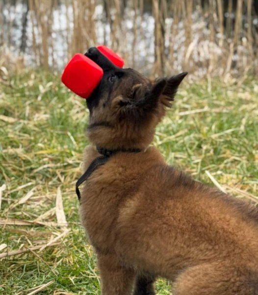 Éducateur canin feux farouches - photo 2