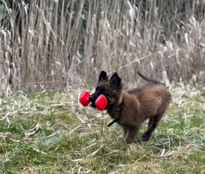 Éducateur canin feux farouches - photo 3