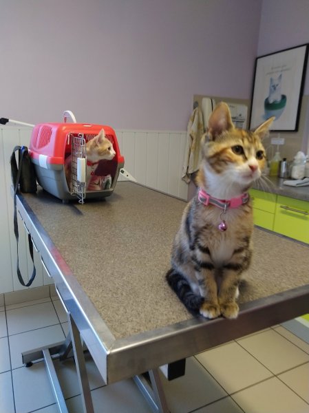 Clinique Veterinaire Du Chien Assis - photo 2