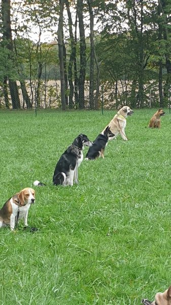 Éducation canine Foussemagne - photo 3