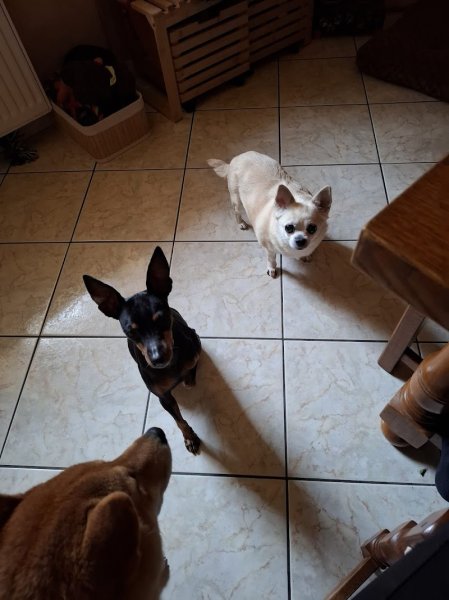 Prom'Dog JCF - photo 2