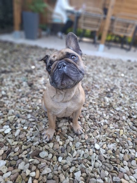 Prom'Dog JCF - photo 3