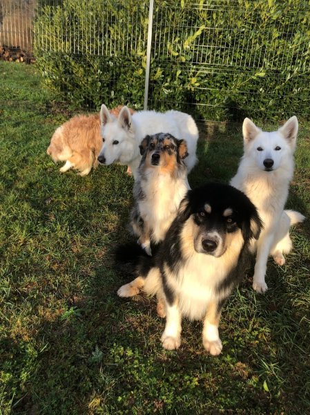 Au Doubs Chenil Pension Canine & Féline 25 - photo 2