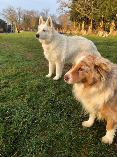 Au Doubs Chenil Pension Canine & Féline 25 - photo 3