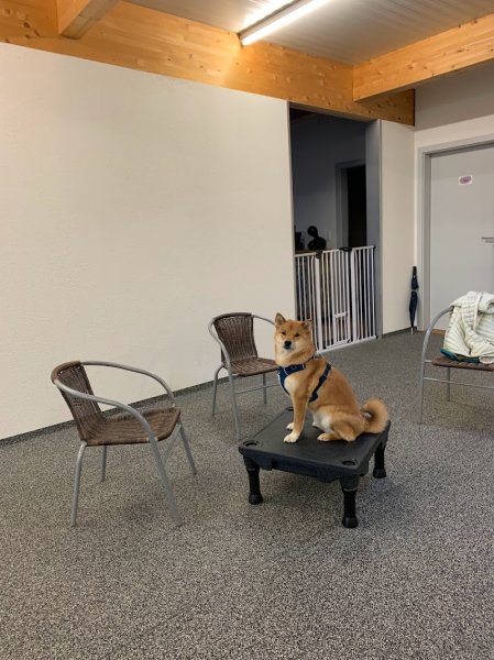 Dog-Motivation Sàrl