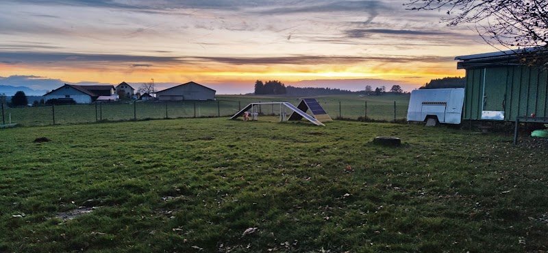 EDUCATION CANINE - photo 2