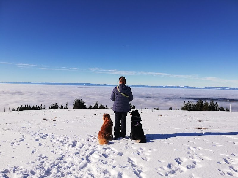 EDUCATION CANINE - photo 3