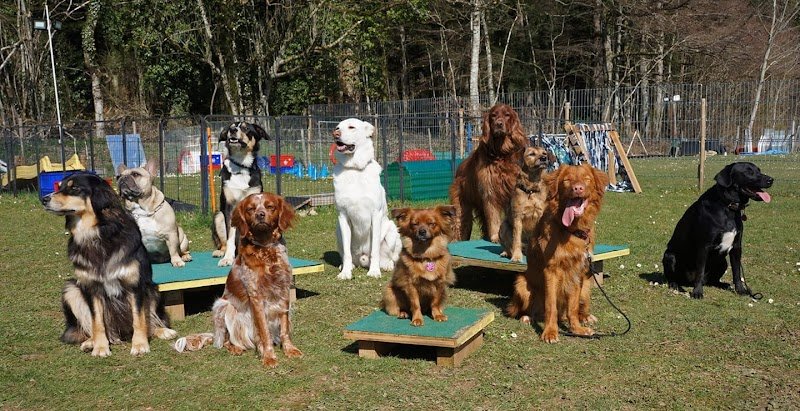 Société Canine de Boudry - photo 1