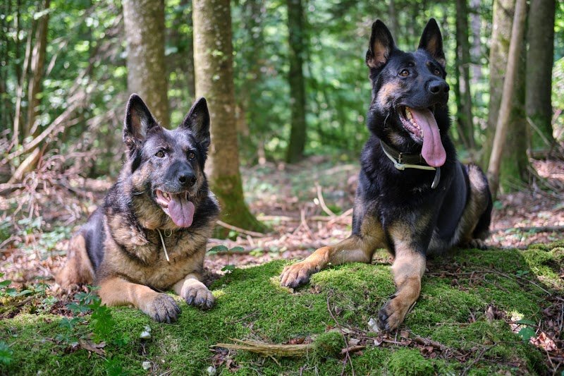 Arcanes canine - éducateur canin