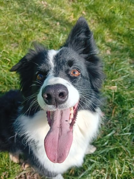 Anima-Lou médiation animale et éducateur canin