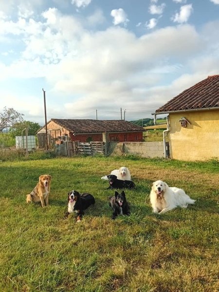 Anima-Lou médiation animale et éducateur canin - photo 2