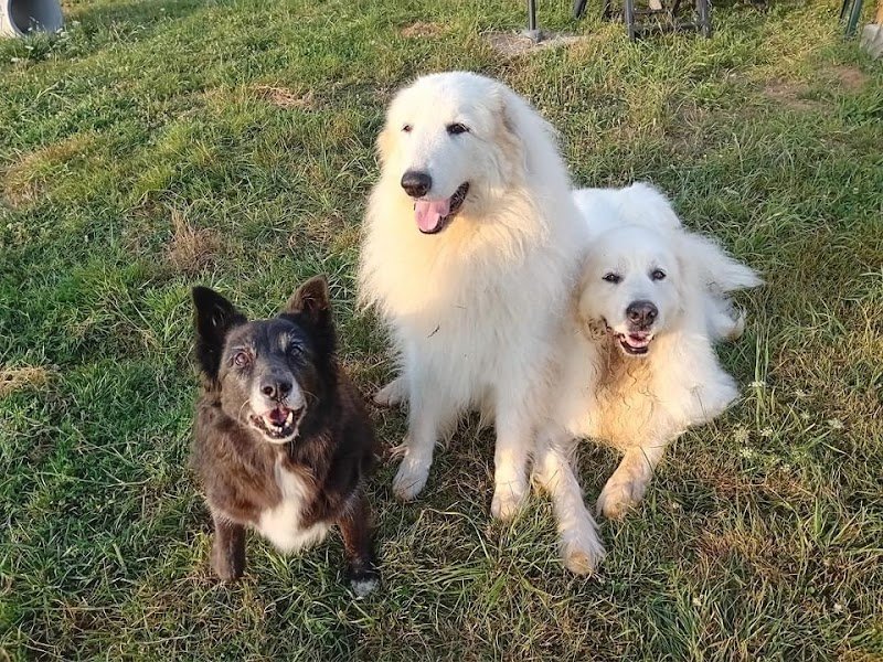 Anima-Lou médiation animale et éducateur canin - photo 3