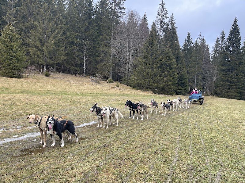 Jurachiens - photo 2