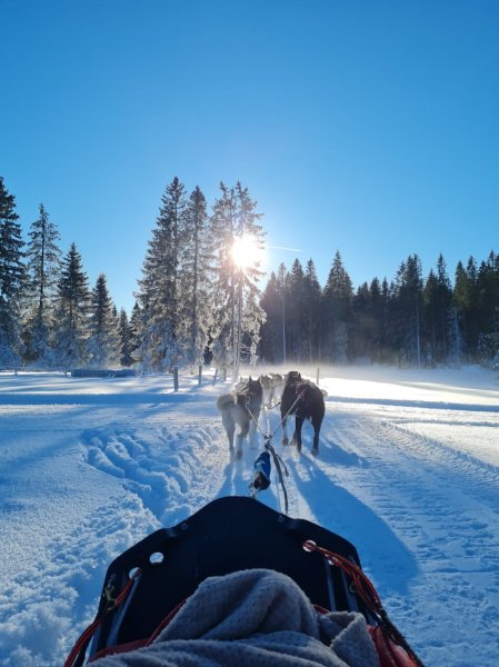 Jurachiens - photo 3