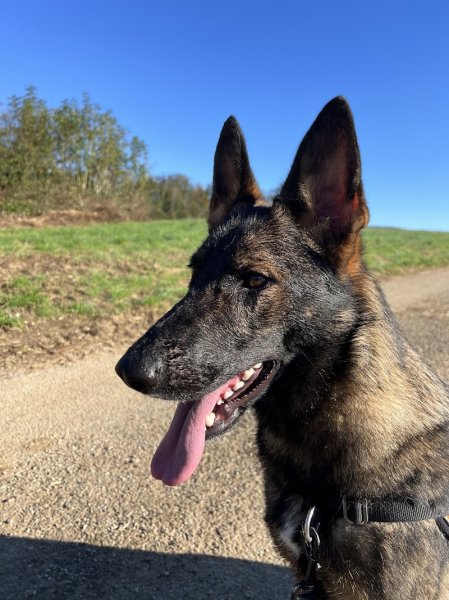 Pension canine du bonheur d'émir - photo 2