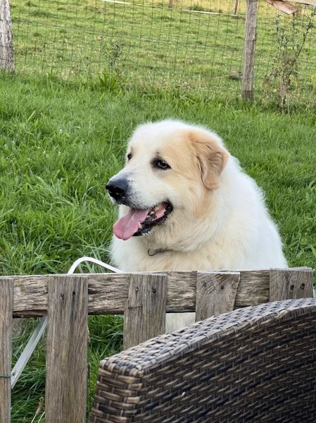 Pension canine du bonheur d'émir - photo 3