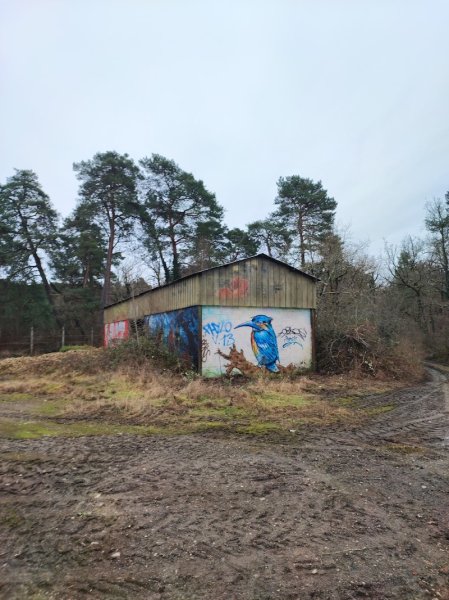 Satori Dog - photo 2