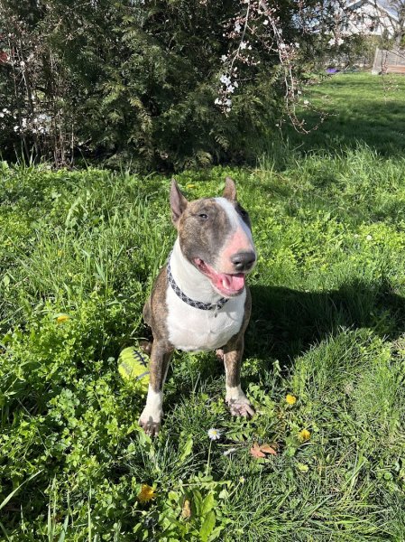 Energy Dog - photo 2