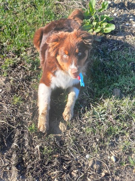 Energy Dog - photo 3