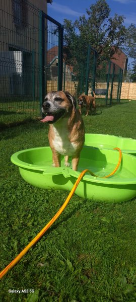 Pension canine Aux doux rêves - photo 1