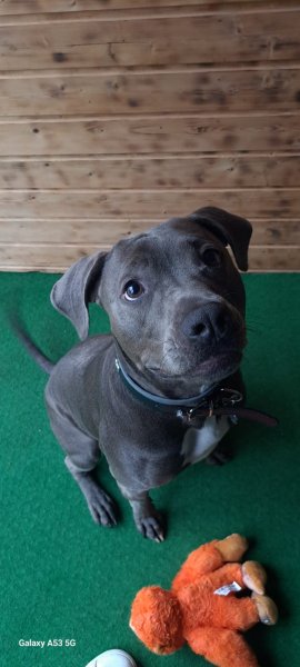 Pension canine Aux doux rêves - photo 2