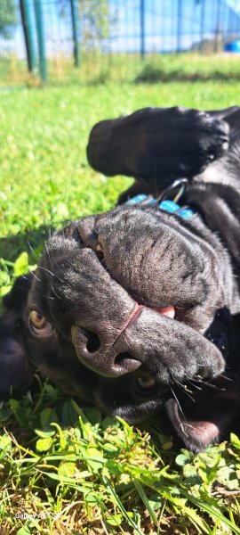 Pension canine Aux doux rêves - photo 3