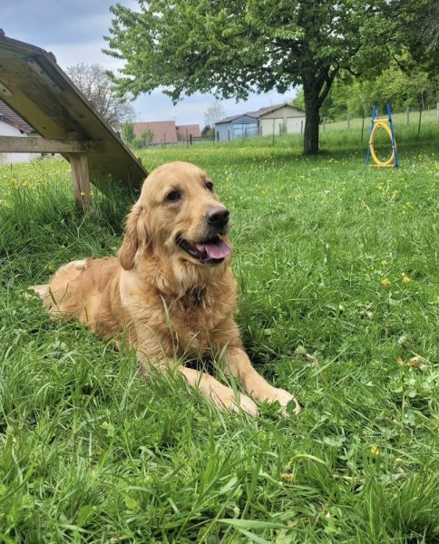 Cani'Progress - Éducatrices comportementalistes canines