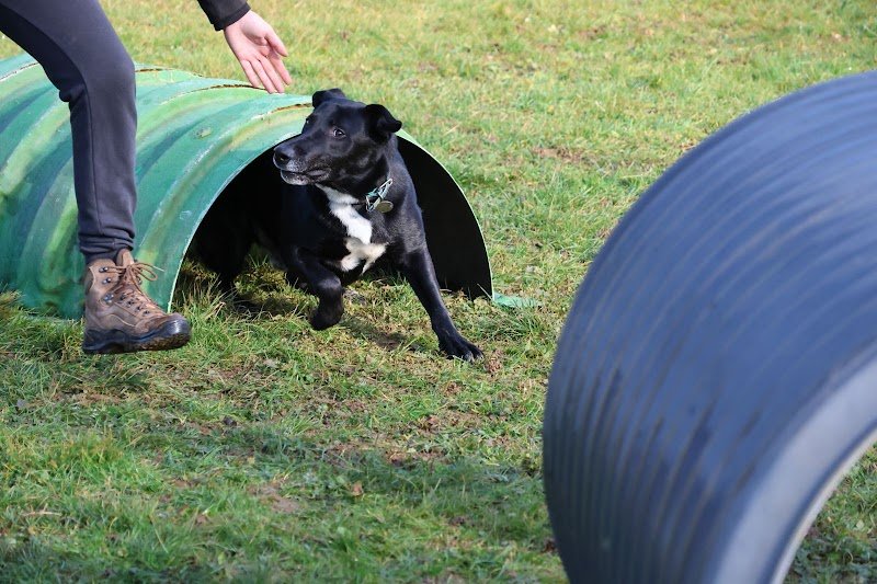Cani'Progress - Éducatrices comportementalistes canines - photo 2