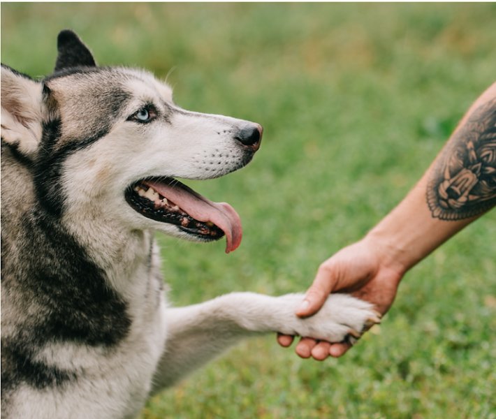 DOG TK - Éducatrice canine et comportementaliste