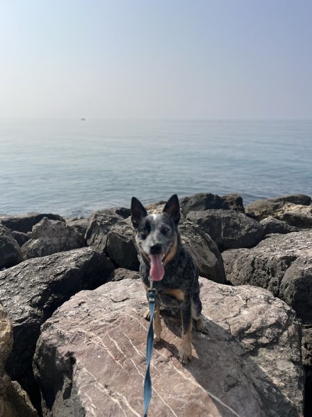 DOG TK - Éducatrice canine et comportementaliste - photo 2