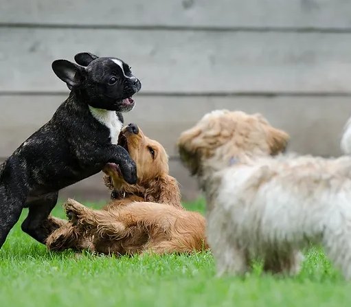 DOG TK - Éducatrice canine et comportementaliste - photo 3