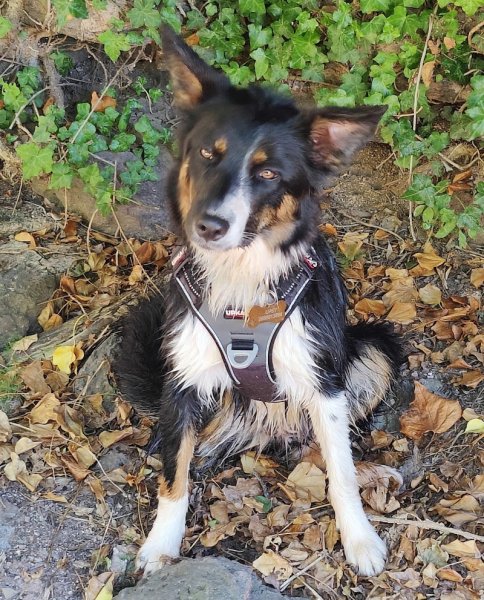 Éducateur canin comportementaliste dresseur Mangeolle Pauline - photo 2