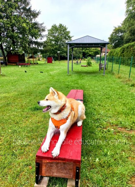 Éducateur canin comportementaliste dresseur Mangeolle Pauline - photo 3
