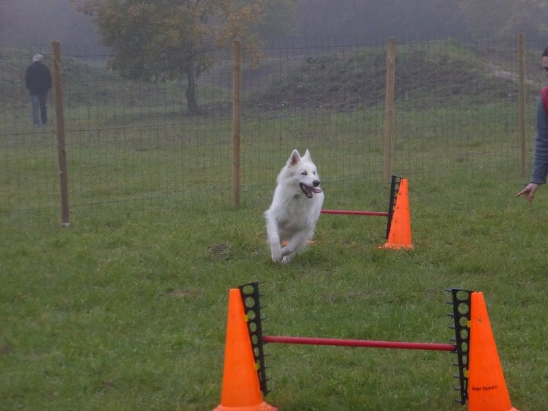 Club canin Gennes Val de Loire - photo 2