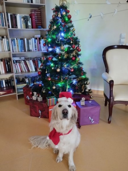 Club canin Gennes Val de Loire - photo 3