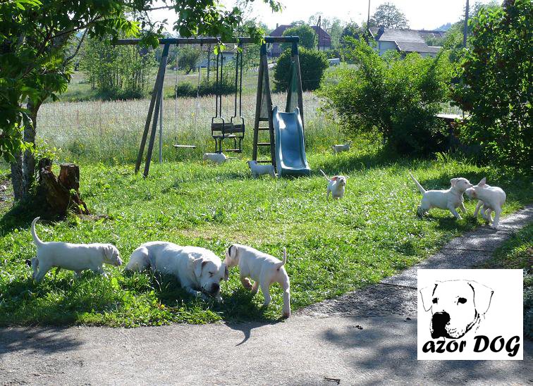 AZOR DOG EXPERT - photo 2