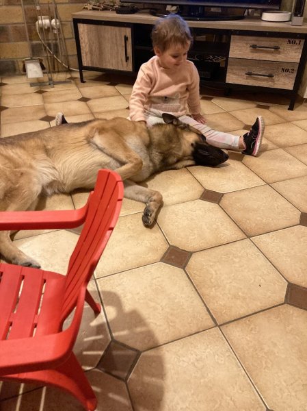 François l'ami des chiens - photo 3