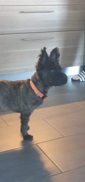 Dup'BulleDog's / Yves Dupasquier