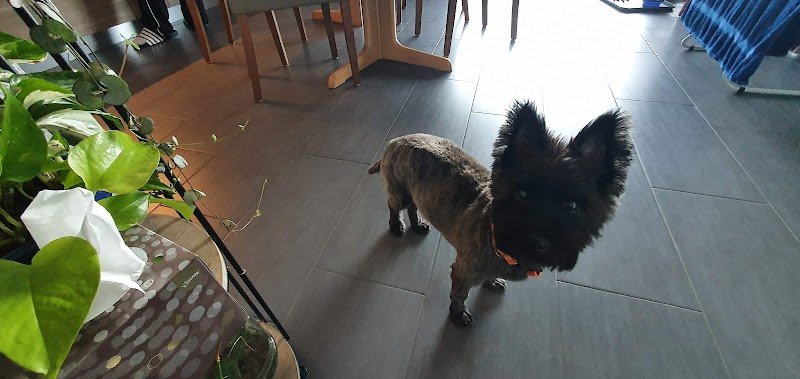 Dup'BulleDog's / Yves Dupasquier - photo 2