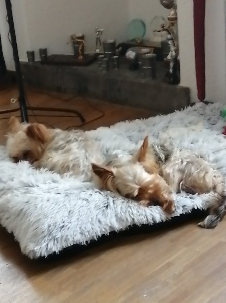 Dup'BulleDog's / Yves Dupasquier - photo 3