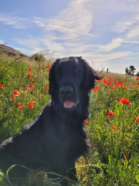 E.C.O. CANIN - photo 2