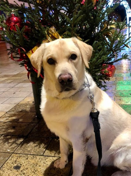 E.C.O. CANIN - photo 3