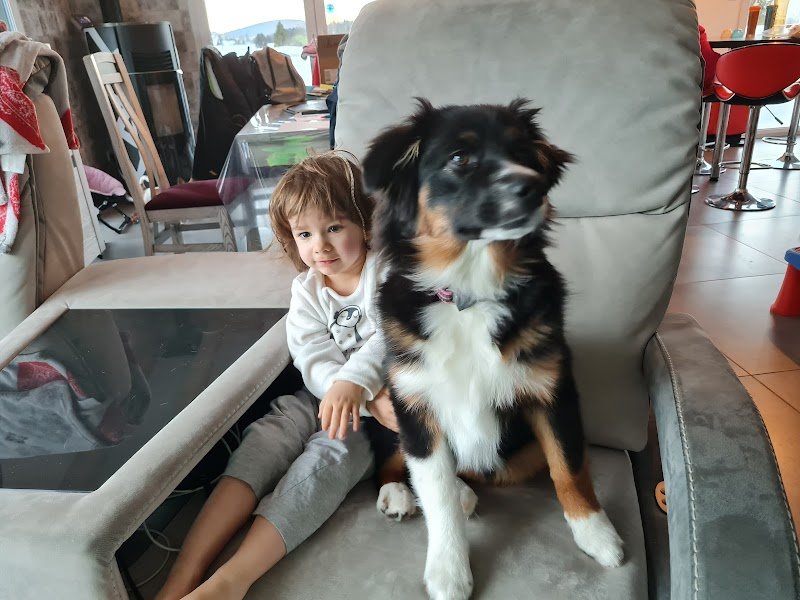 a toutou prix ,Education Canine,Ventre croquette BELCANDO - photo 2