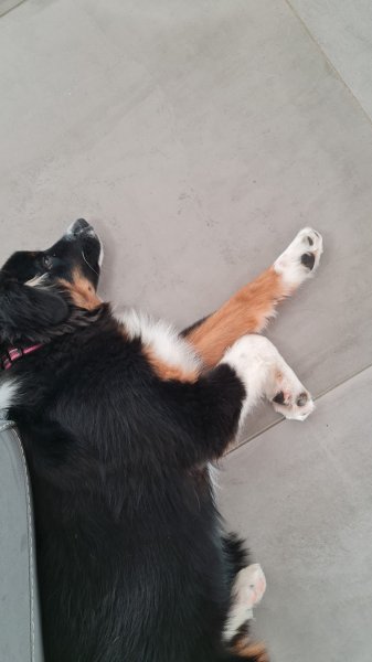 a toutou prix ,Education Canine,Ventre croquette BELCANDO - photo 3